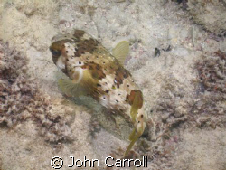 Puffer shot while snorkeling early morning. by John Carroll 